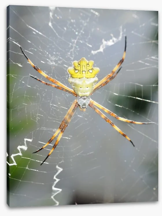 Insects - Image 2