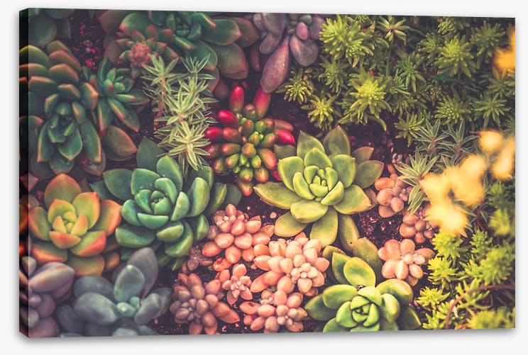 Succulent surprise - Image 2