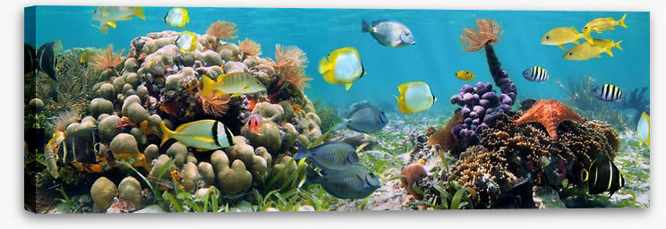 Caribbean coral panorama - Image 2