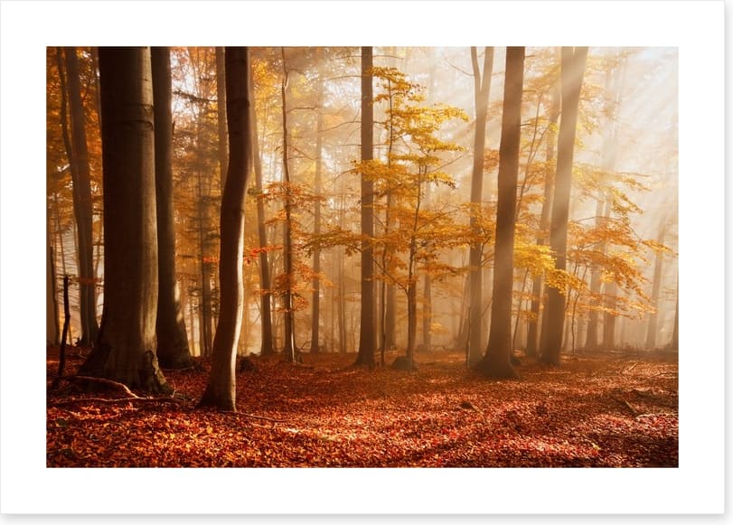 Carpathian beech forest - Image 2