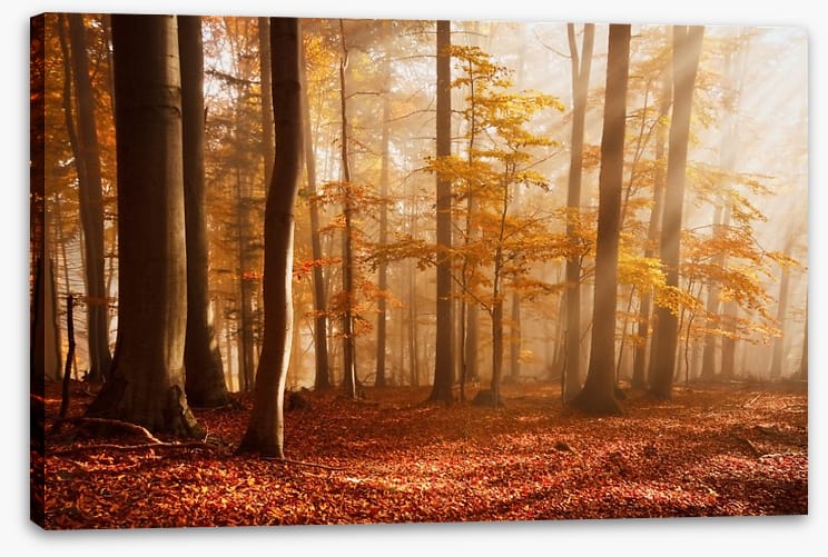 Carpathian beech forest - Image 2