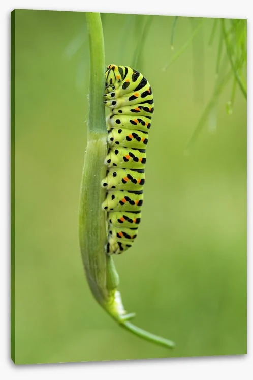 Caterpillar camouflage - Image 2