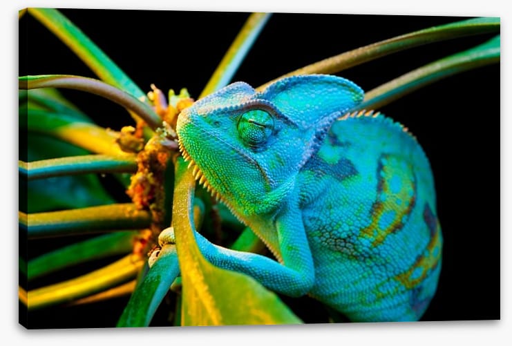Chameleon camouflage - Image 2