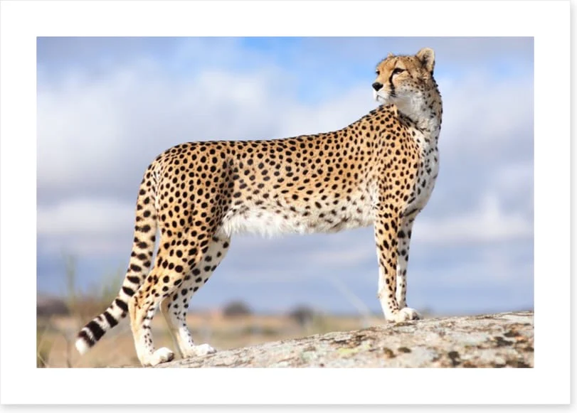Cheetah on the lookout - Image 2