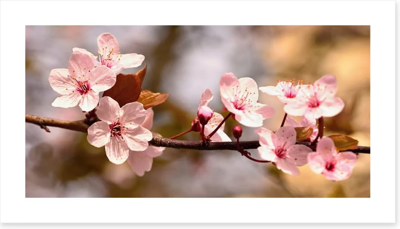 Cherry bloom sunshine - Image 2