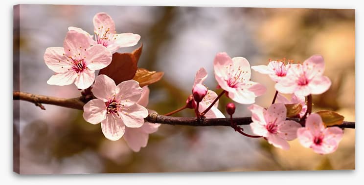 Cherry bloom sunshine - Image 2
