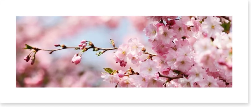 Cherry blossom panorama - Image 2