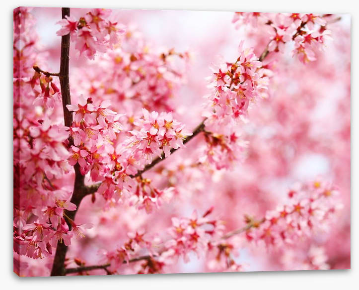 Cherry blossom sakura - Image 2
