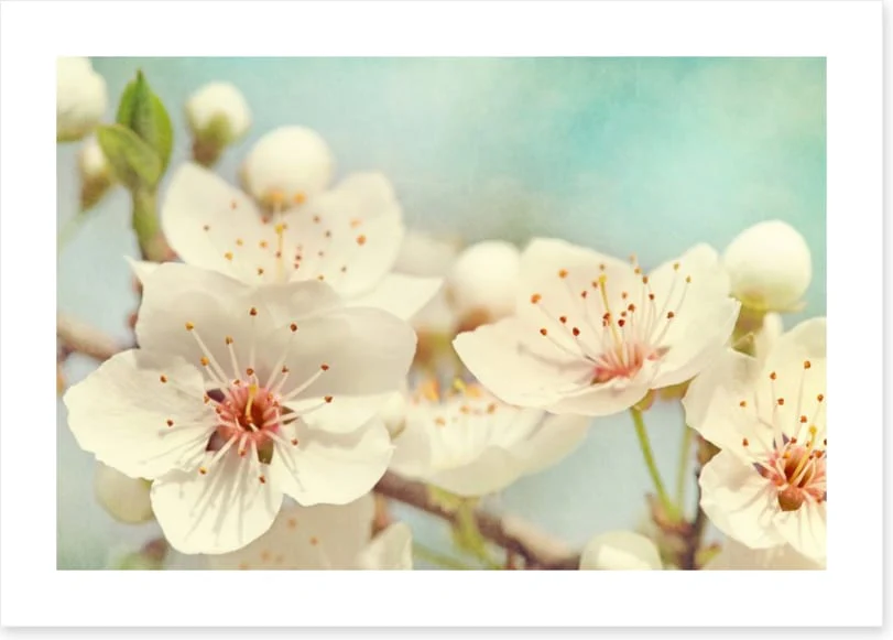 Cherry blossoms - Image 2