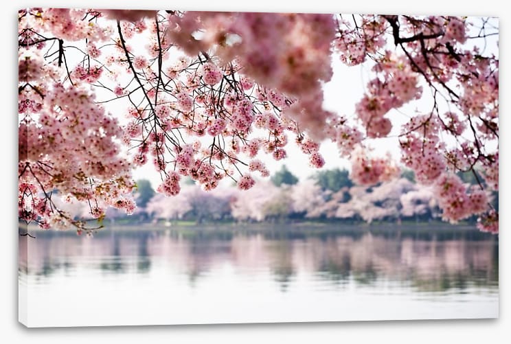 Cherry blossoms on the lake - Image 2