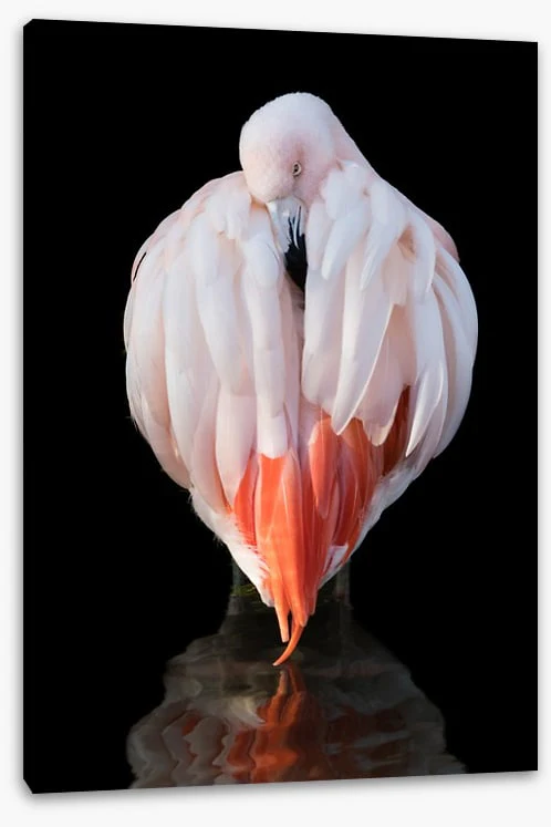 Chilean flamingo - Image 2