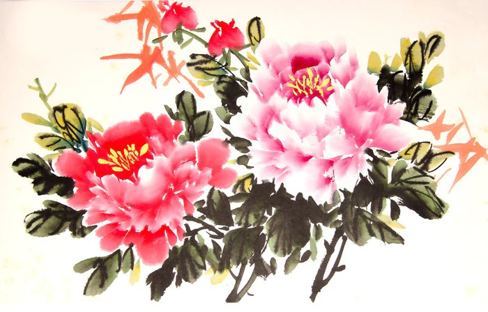 Chinese peony