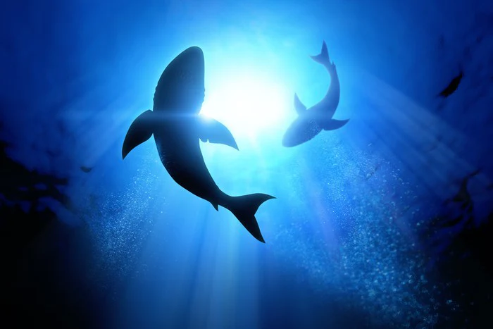 Circling Great Whites