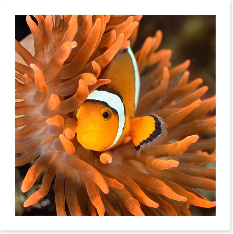 Clownfish camouflage - Image 2