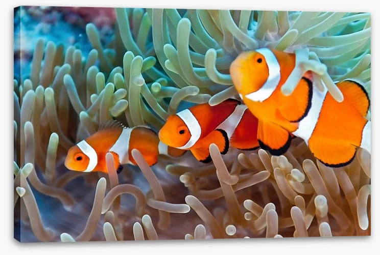 Clownfish in the coral - Image 2
