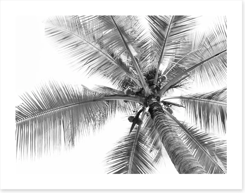 Coconut canopy - Image 2