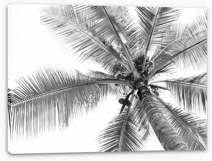 Coconut canopy - Image 2