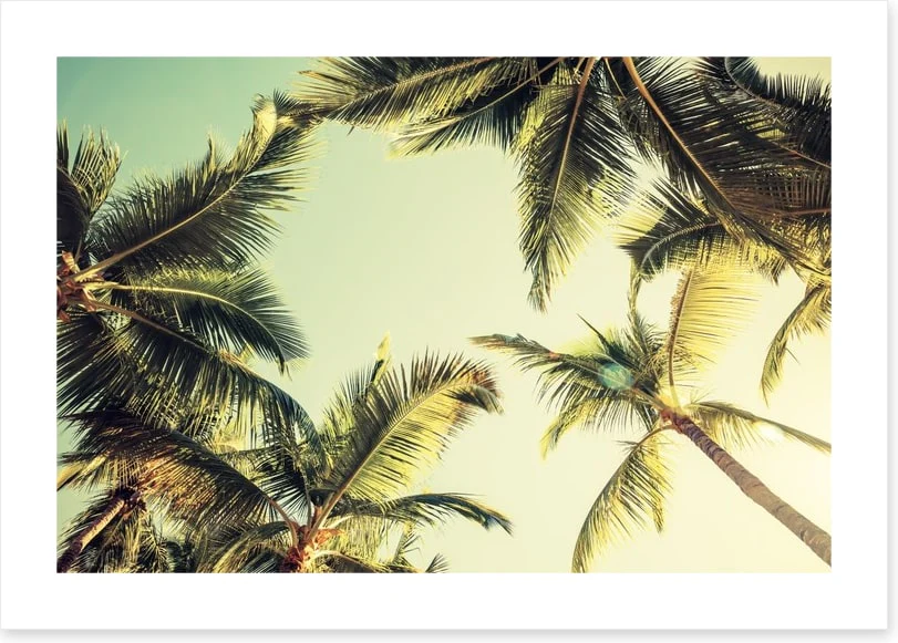Coconut palms - Image 2