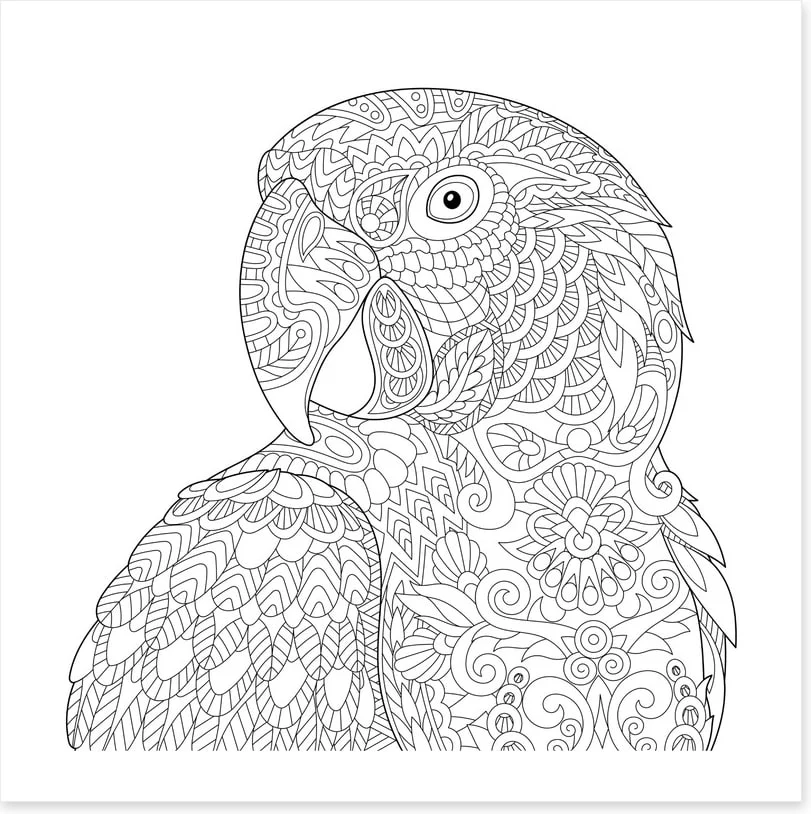 Colour me macaw - Image 2
