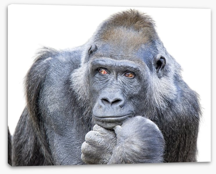 Contemplative gorilla - Image 2