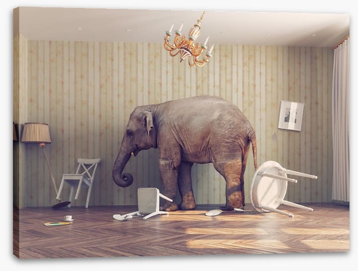 Elephant in the room - Image 2