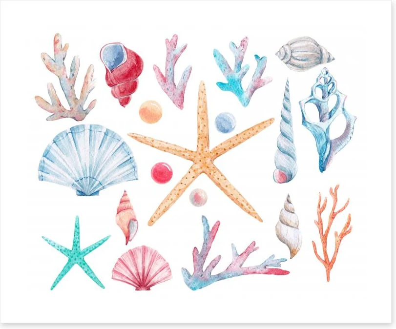 Coral and shells - Image 2