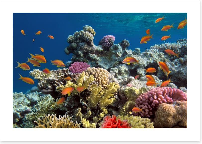 Coral call - Image 2