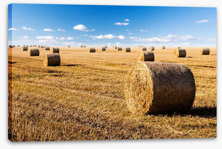 Late summer crop - Image 2