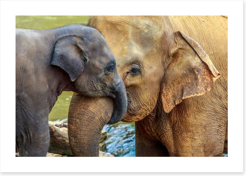 Cuddles with Mum - Image 2