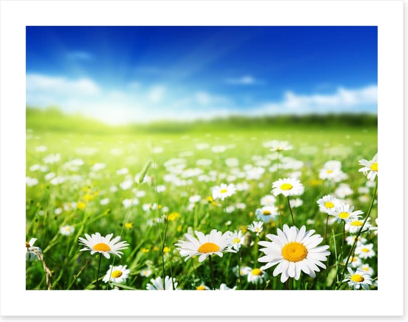 Daisy meadow - Image 2