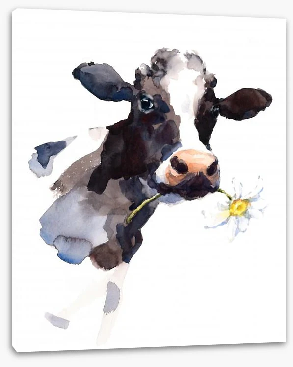 Daisy the cow - Image 2