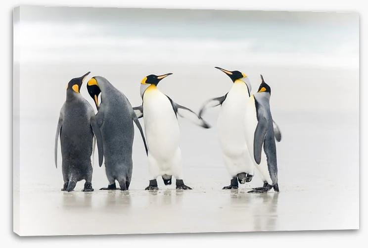 Dance of the penguins - Image 2