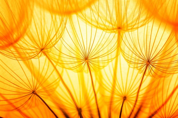 Dandelion delight