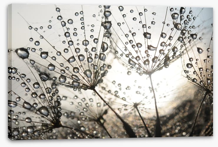 Dandelion dew drops - Image 2