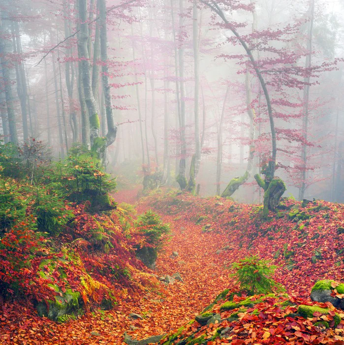 Deciduous dawn