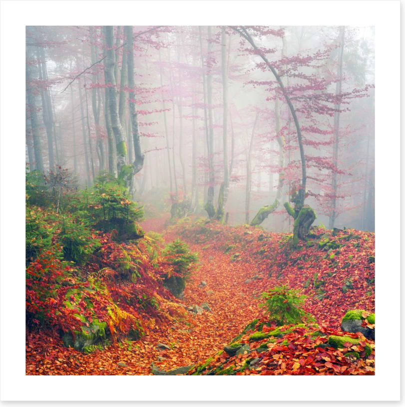 Deciduous dawn - Image 2