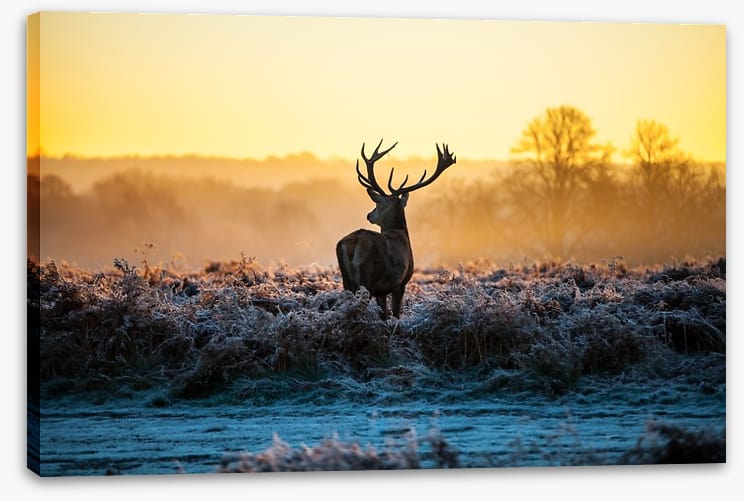 Deer in the mist - Image 2