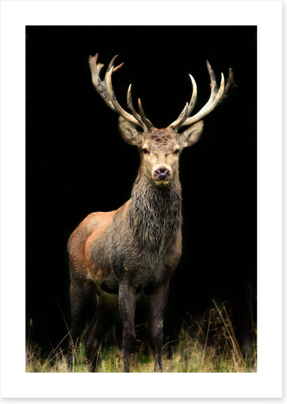 Deer in the night - Image 2