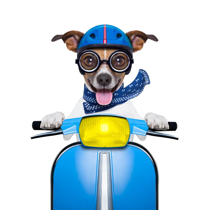 Delivery dog