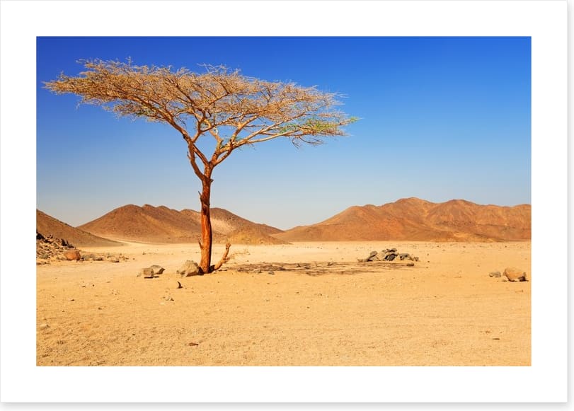 Desert - Image 2