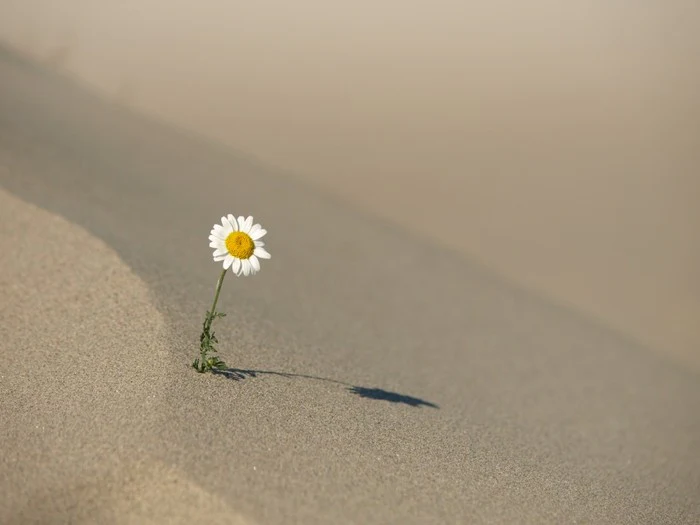Desert