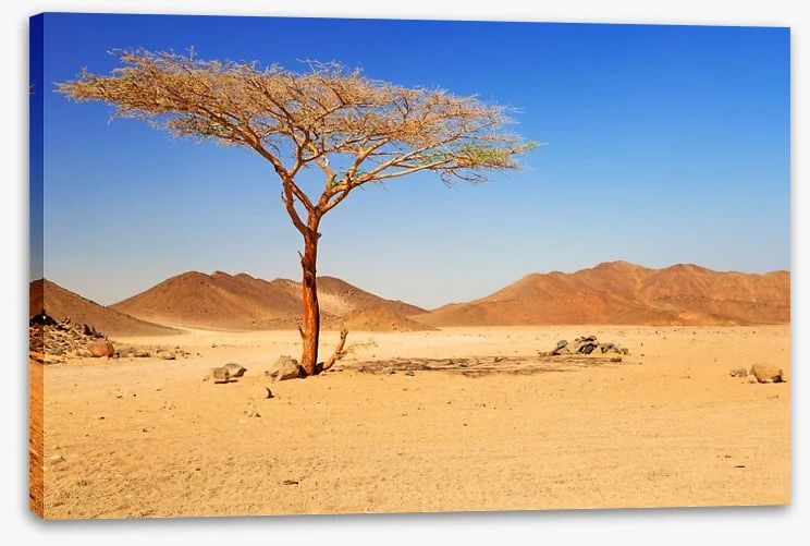 Desert - Image 2