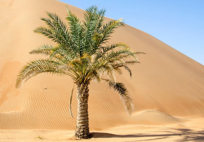 Desert