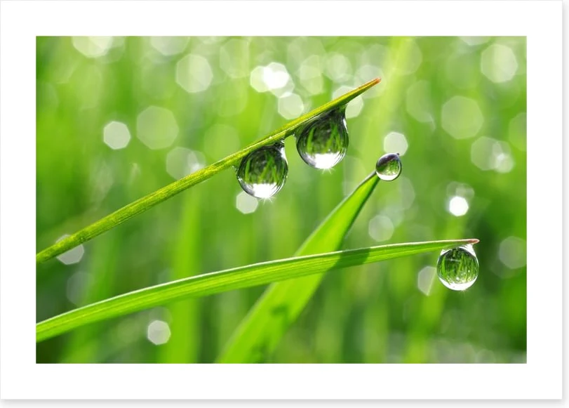 Dew drops - Image 2