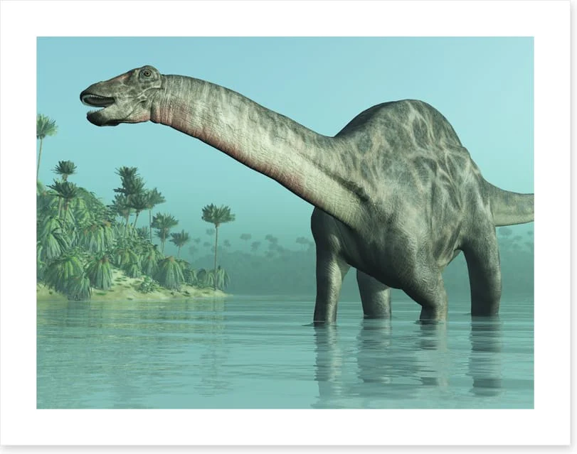 Dicraeosaurus paddle - Image 2