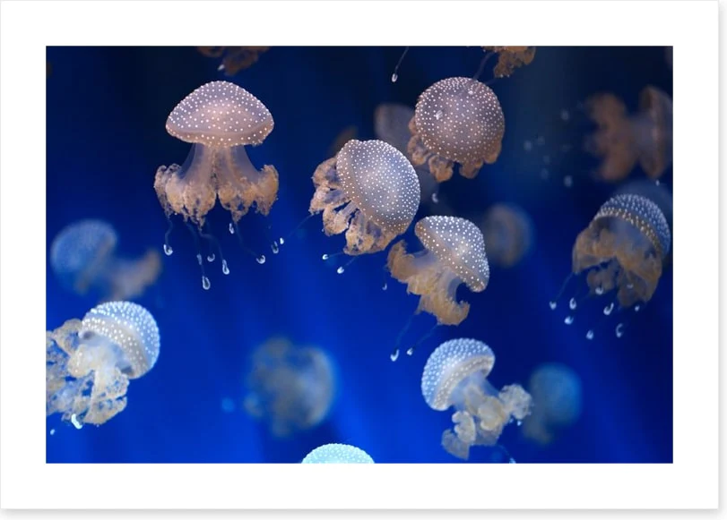 Diving jellyfish - Image 2