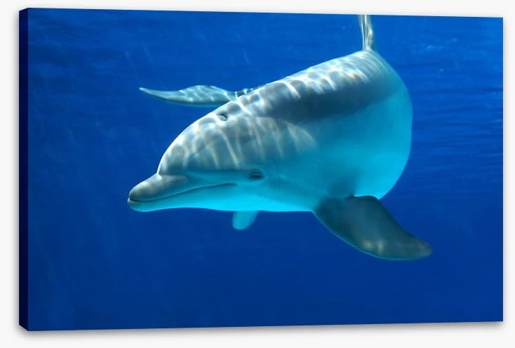 Dolphin delight - Image 2