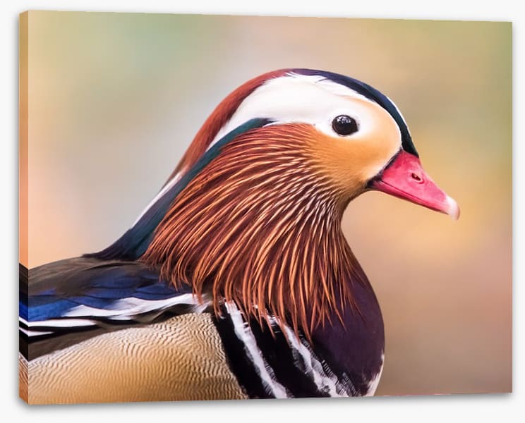 Duck face - Image 2