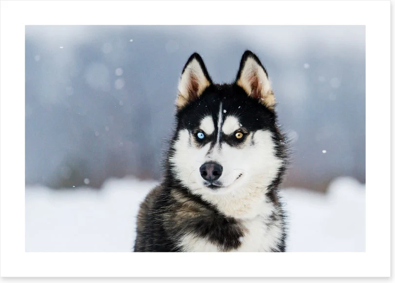 Dusky husky - Image 2