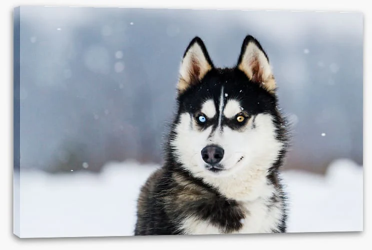 Dusky husky - Image 2